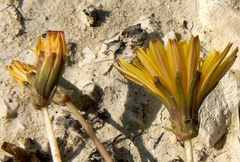 Taraxacum aphrogenes