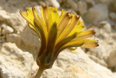 Taraxacum aphrogenes