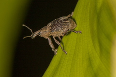Hypoptus macularis