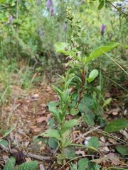 Epipactis helleborine tremolsii
