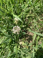 Trifolium repens