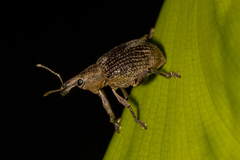 Hypoptus macularis