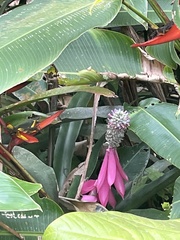 Aechmea mariae-reginae