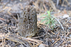 Morchella exuberans