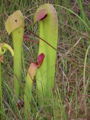 Sarracenia minor minor