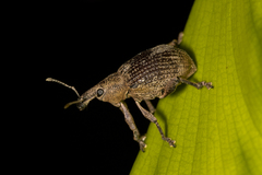 Hypoptus macularis