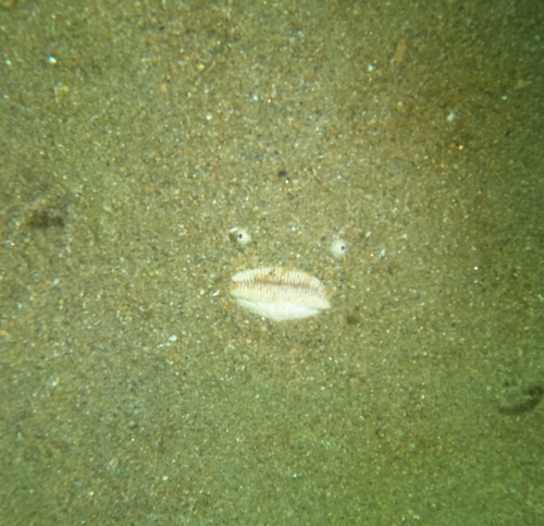 Pacific stargazer (Astroscopus zephyreus) — Uranoscopidae