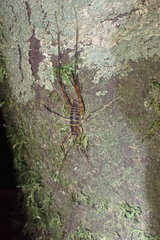 Pachyrhamma acanthocerum