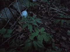 Anemonoides nemorosa