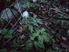 Anemonoides nemorosa