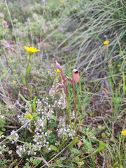 Serapias strictiflora
