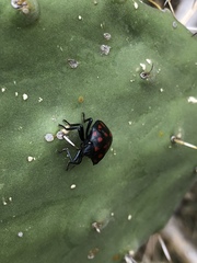 Pachycoris klugii