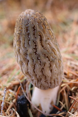 Morchella exuberans