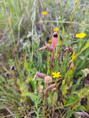Serapias strictiflora