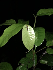 Hypselonotus linea