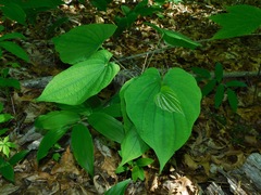Dioscorea quaternata