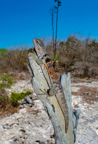 Yucatán Spiny-tailed Iguana