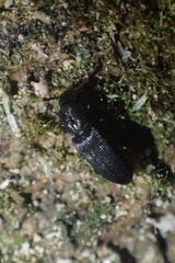 Pycnomerus