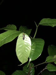 Hypselonotus linea