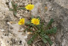 Taraxacum aphrogenes