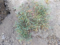 Astragalus douglasii parishii