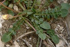 Taraxacum aphrogenes