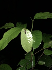 Hypselonotus linea