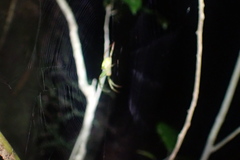 Colaranea melanoviridis