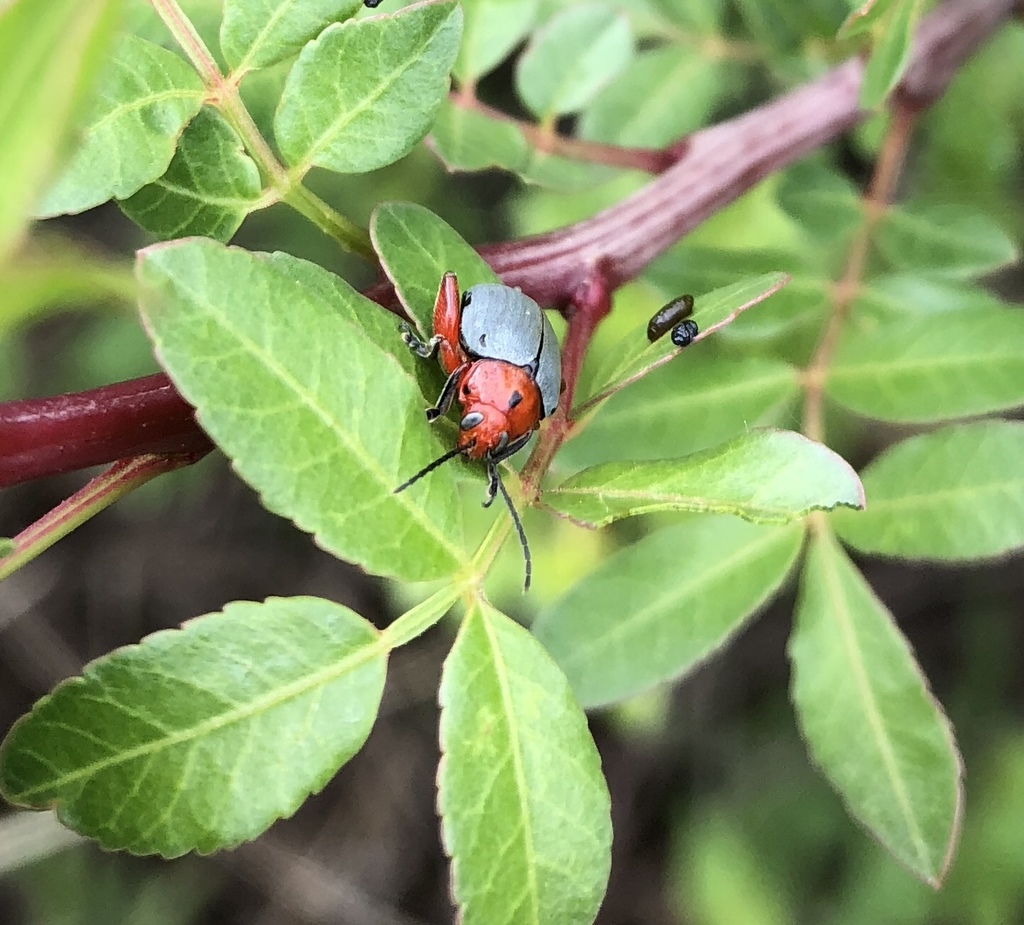 Blepharida parallela