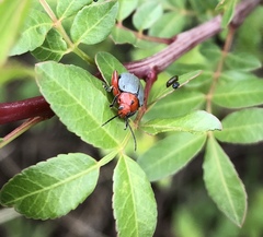 Blepharida parallela