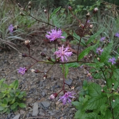 Vernonia greggii