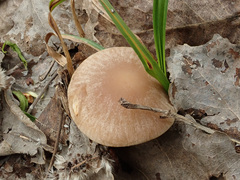 Psathyrella spadiceogrisea