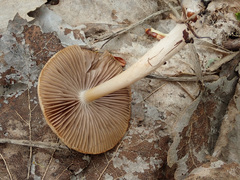 Psathyrella spadiceogrisea