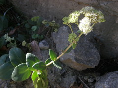 Hylotelephium maximum maximum