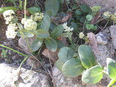 Hylotelephium maximum maximum