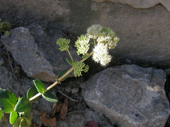 Hylotelephium maximum maximum