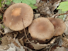 Psathyrella spadiceogrisea