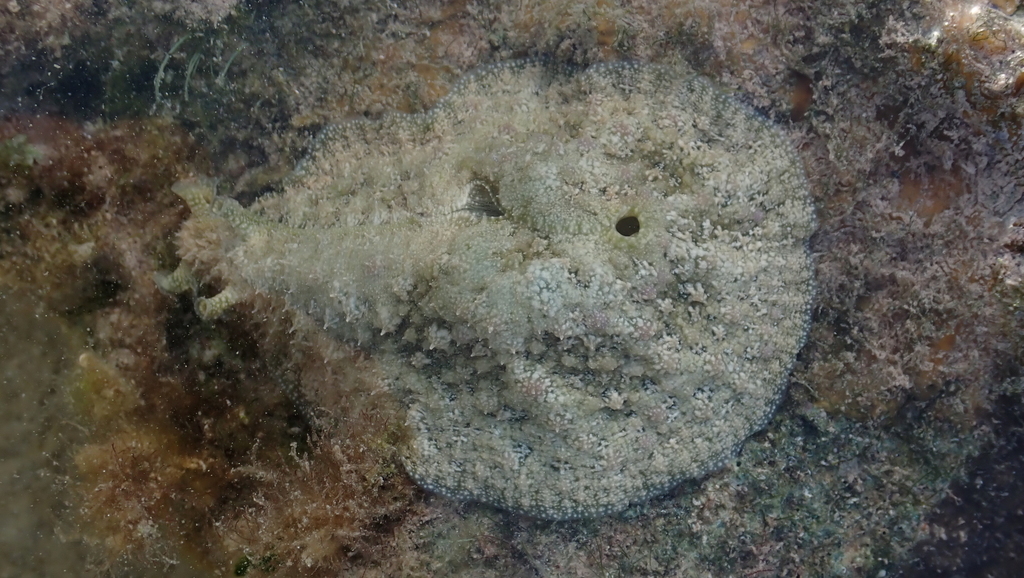 Dolabrifera ascifera