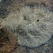 Dolabrifera ascifera - Photo (c) Jeff Goddard,  זכויות יוצרים חלקיות (CC BY-NC), הועלה על ידי Jeff Goddard