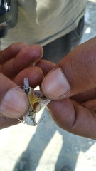 Heliastus sumichrasti