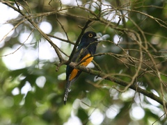 Trogon violaceus