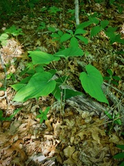 Dioscorea quaternata