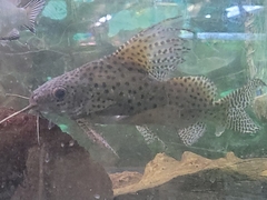 Synodontis eupterus