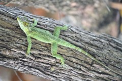 Anolis baleatus