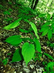 Dioscorea quaternata