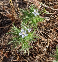 Navarretia tagetina