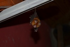 Hipposideros caffer