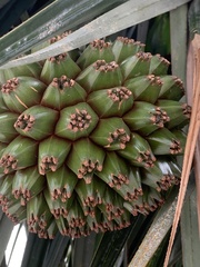 Pandanus utilis