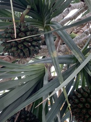 Pandanus utilis