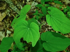 Dioscorea quaternata